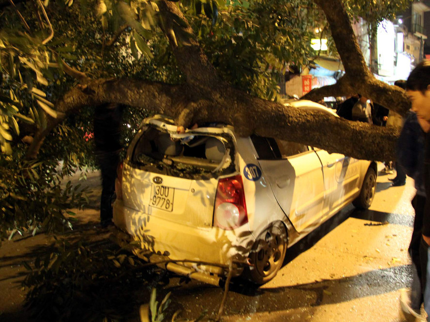 Cây đổ đè bẹp ô tô, xe máy