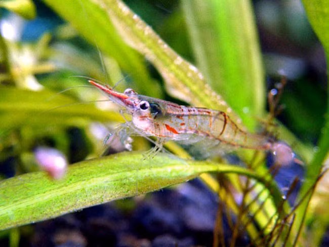 Những chú tép mũi đỏ thuần Việt