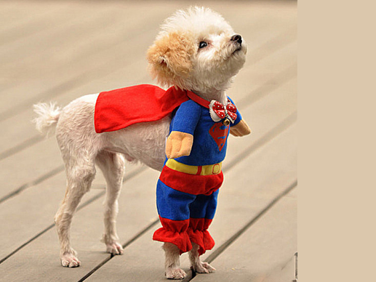 Những khoảnh khắc 'khó đỡ' của động vật