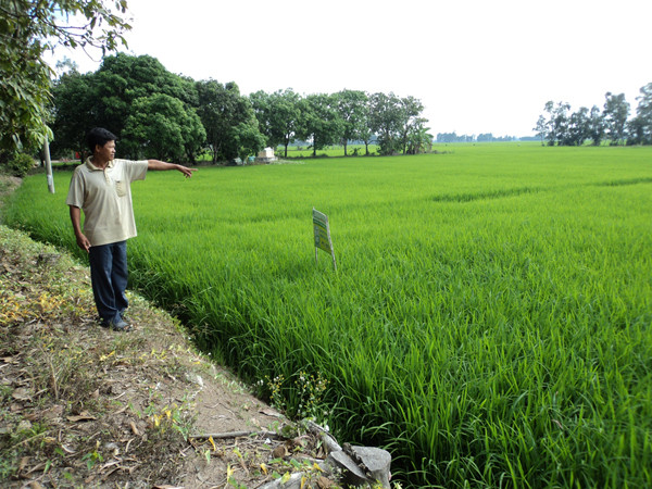 Ông Huỳnh Văn Nam chỉ nơi bị Công an xã “đánh và nhấn xuống sình” Ảnh: Sáu Nghệ