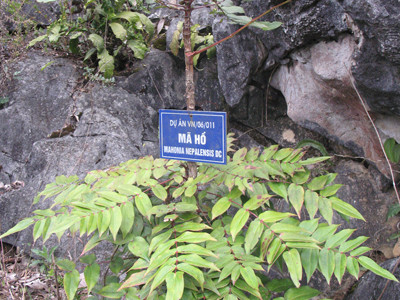 Nhổ trụi cây mật gấu quý ở đường biên