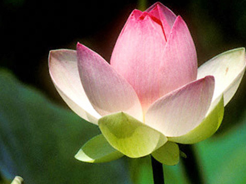 Từ ngày 9 - 6, lấy ý kiến bình chọn quốc hoa khu vực miền Nam