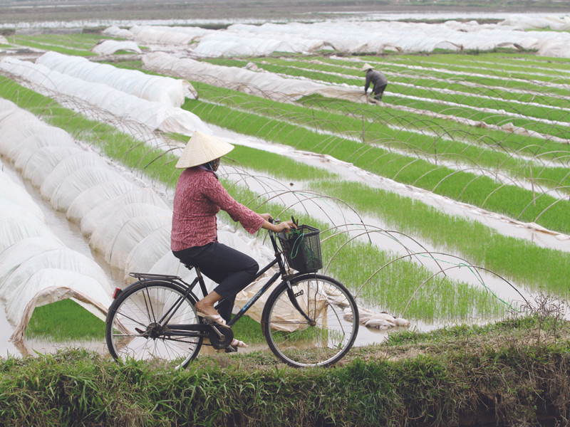 Nên giao đất vĩnh viễn cho nông dân