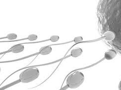 'Tinh binh' bơi nhanh nhờ viatmin D