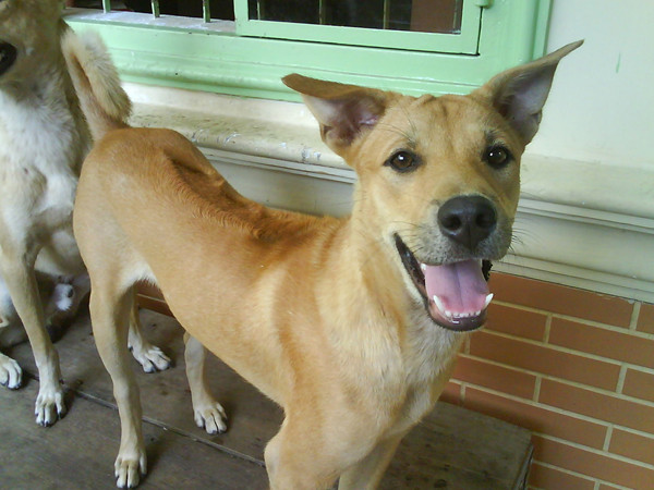 Lần đầu tổ chức thi chó giống quốc tế