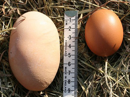 Trứng gà to như trứng đà điểu