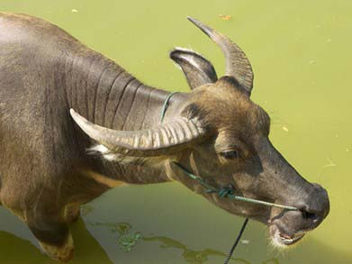 Chuyện sinh nghề tử nghiệp ở làng sát sinh số 1 Việt Nam