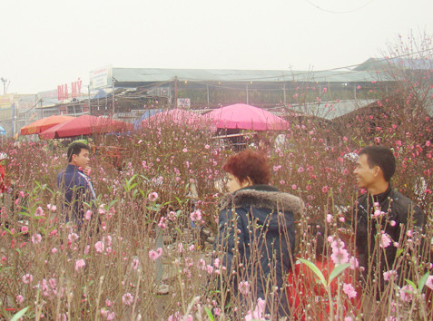 Sắc Xuân chợ hoa Quảng Bá