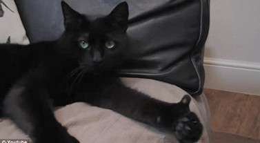 Clip mèo giơ ngón cái gây sốt trên mạng