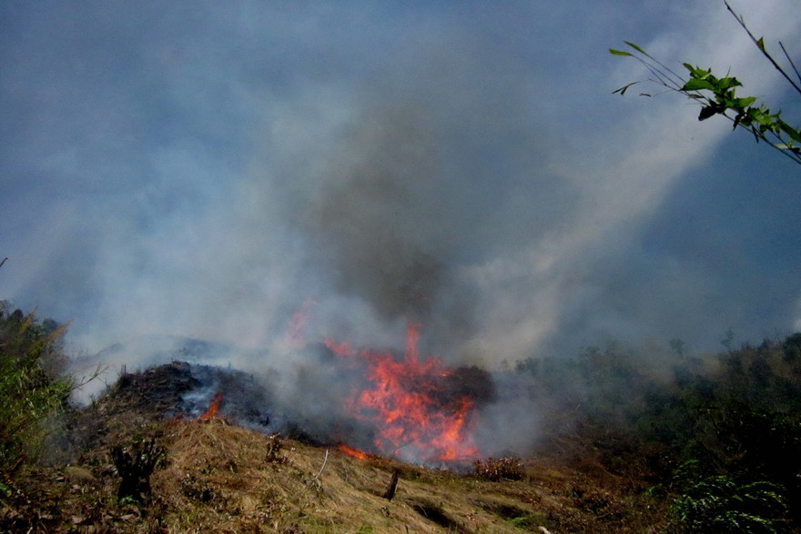 100 ha rừng trồng tại Phú Yên bị thiêu rụi
