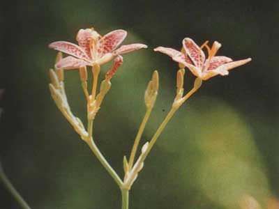 Thuốc nam trị viêm thanh quản