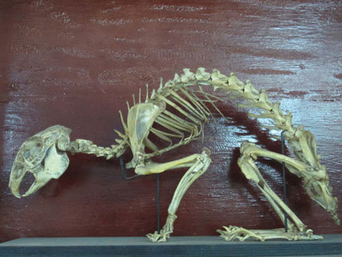 Làm bạn với xương, mốt chơi quái dị