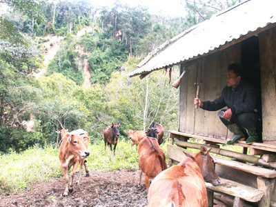 Làm giàu từ một con gà