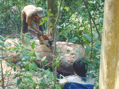 Tận thấy công nghệ phá rừng