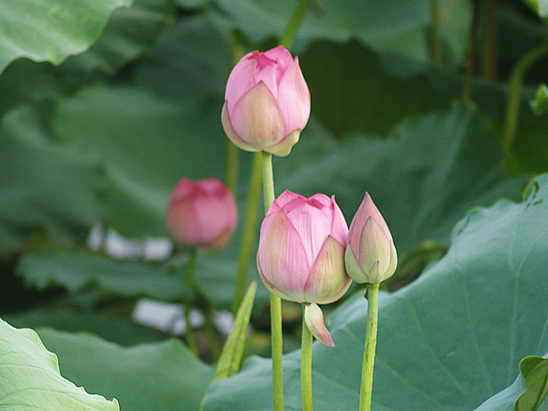 Sẽ rút gọn tiêu chí chọn quốc hoa