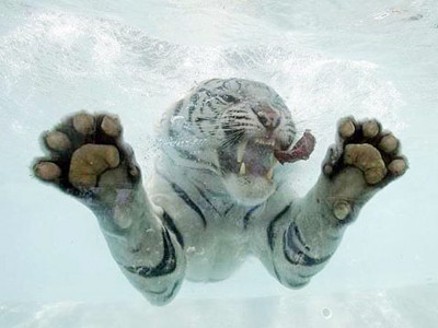 Xem hổ trắng vồ mồi dưới nước