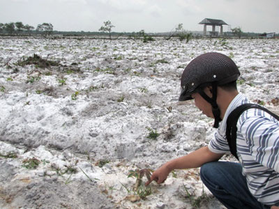 Nông nghiệp hóa các khu công nghiệp