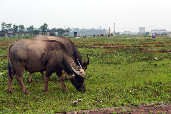 Khu đô thị Chi Đông trên 500 tỷ thành bãi thả trâu