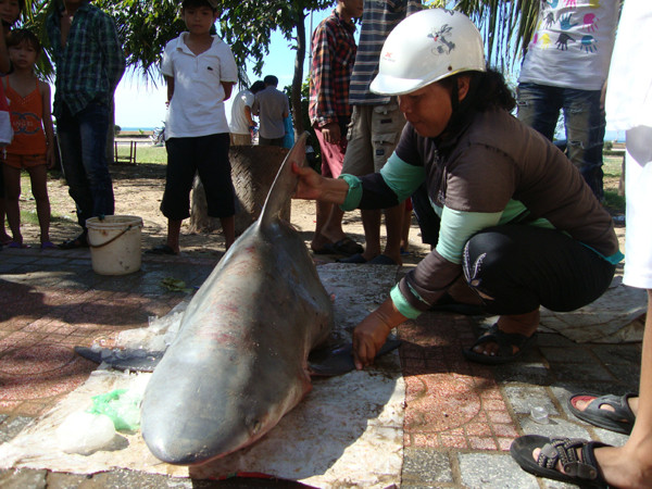 Bắt được cá mập trắng đang mang thai