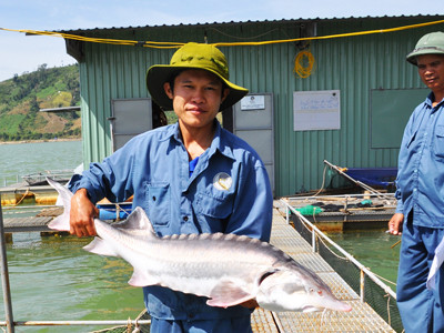 Cá tầm xứ tuyết trên đất Việt