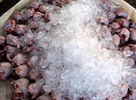 Về miền Tây, rợn người đi chợ thịt chuột