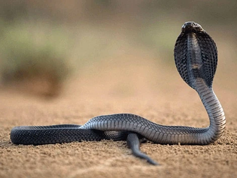 Sự thật về ‘thần xà’ hiển linh ở Việt Nam