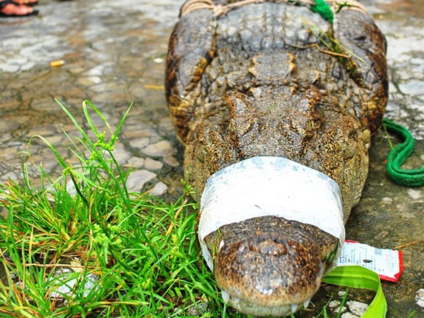 Cá sấu xổng chuồng