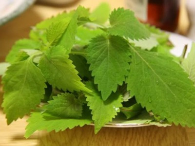 Bài thuốc trị bệnh dị ứng