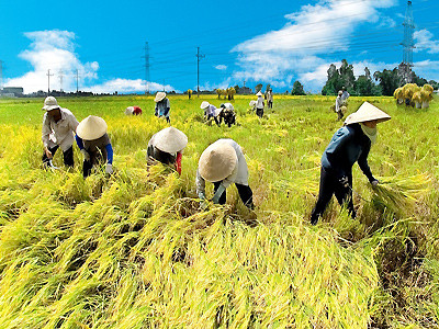 Giá lúa diễn biến ngược chiều