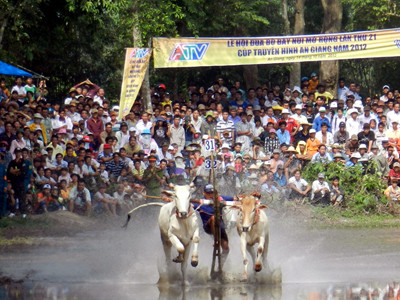 Khoảng 30.000 người xem đua bò Bảy Núi