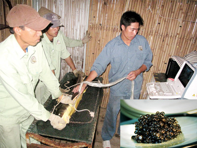 Tuyệt kỹ trứng cá nghìn đô