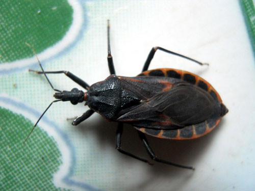 Liên tục bắt được bọ xít hút máu người