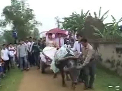 Rước dâu bằng... xe trâu