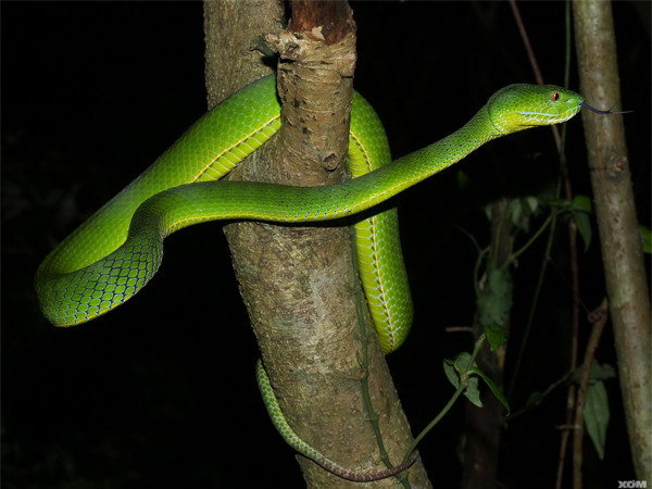 Rắn lục đuôi đỏ liên tiếp tấn công người