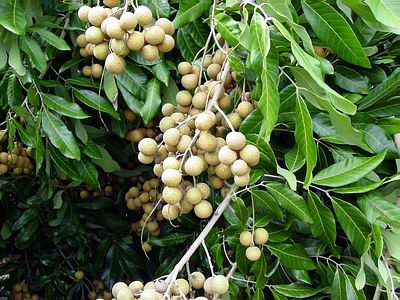 Hà Nội: Nhãn muộn vào mùa, thương lái "săn" hàng