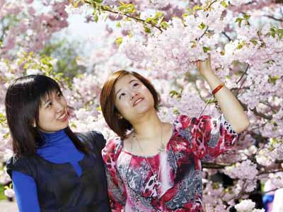 Rực rỡ hoa Anh Đào ở Berlin