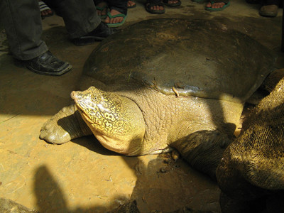 Nông dân đua thuyền bảo vệ rùa quý