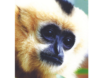 Mai phục hậu duệ Tề thiên giữa rừng Cát Tiên