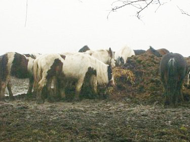 250 ngựa hoang đói ăn 'đại náo' một thị trấn