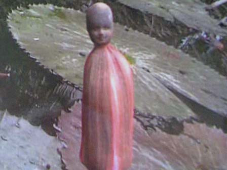 Kỳ lạ 'đầu người' mọc trên hoa súng