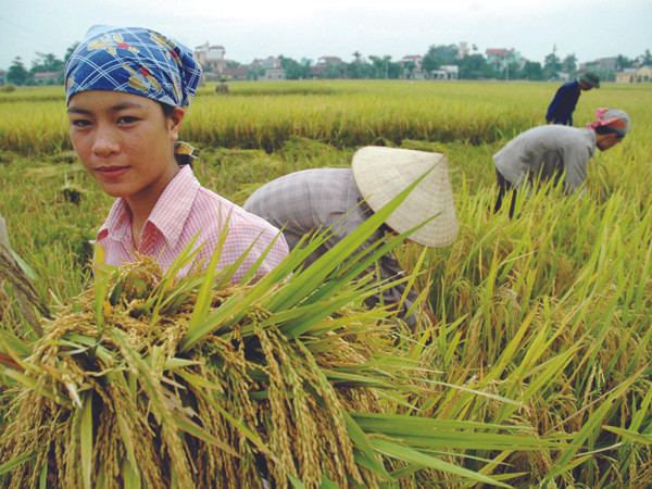 Thu hoạch lúa Ảnh: Hồng Vĩnh