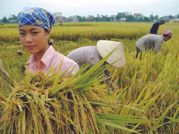 Thu hoạch lúa Ảnh: Hồng Vĩnh