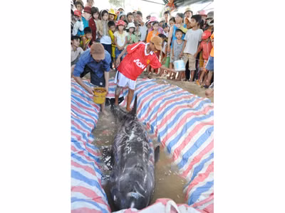 Cá heo dạt vào bờ