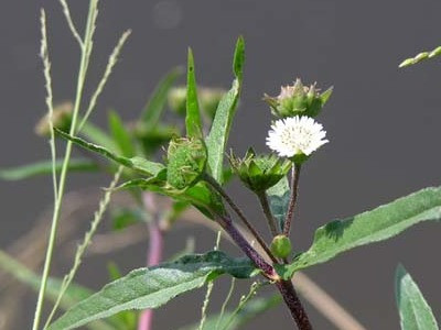 10 bài thuốc chữa bệnh từ cây nhọ nồi