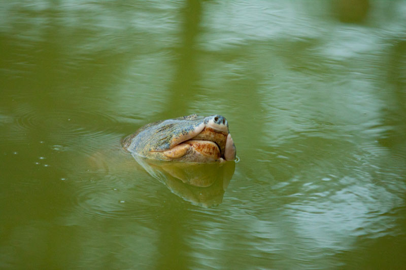 Chùm ảnh: Rùa hồ Gươm lại nổi