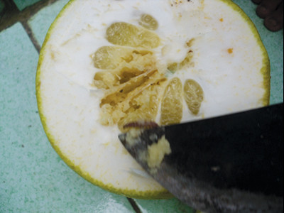 Sâu lạ tấn công bưởi năm roi