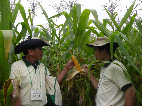 Hủy công bố nghiên cứu về tác hại của ngô biến đổi gen