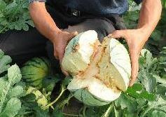 Dưa hấu Trung Quốc 'tranh nhau' nổ