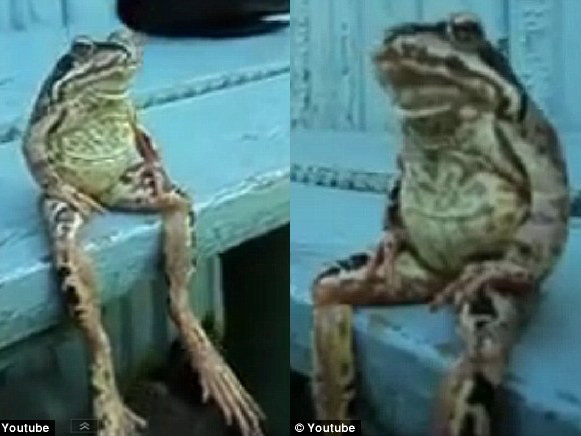 Ếch ngồi “trên ghế”