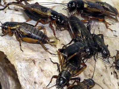 Nghiên cứu về tiếng kêu của loài dế trong kỷ Jura